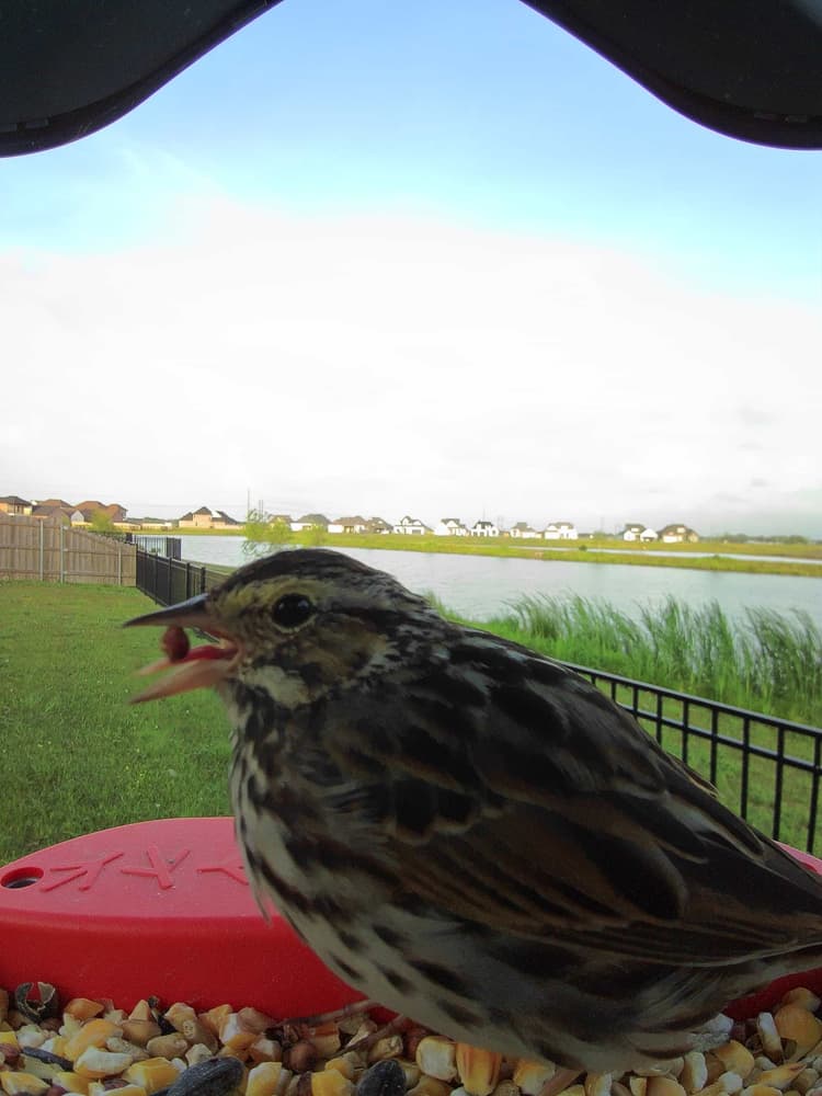 General Savannah Sparrow comparison