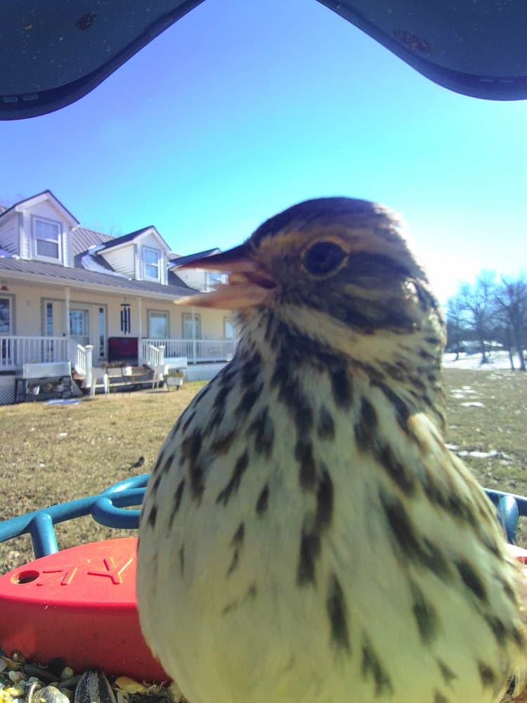 General Savannah Sparrow comparison