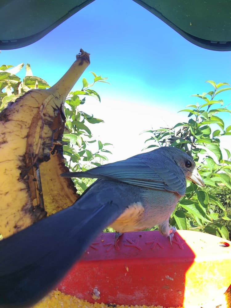 General Sayaca Tanager comparison