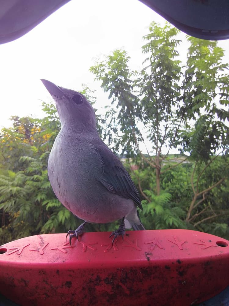 General Sayaca Tanager comparison