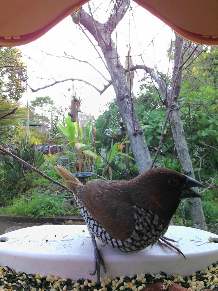 General Scaly-Breasted Munia comparison