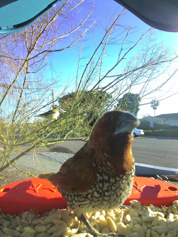 General Scaly-Breasted Munia comparison