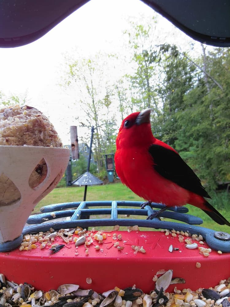 General Scarlet Tanager comparison
