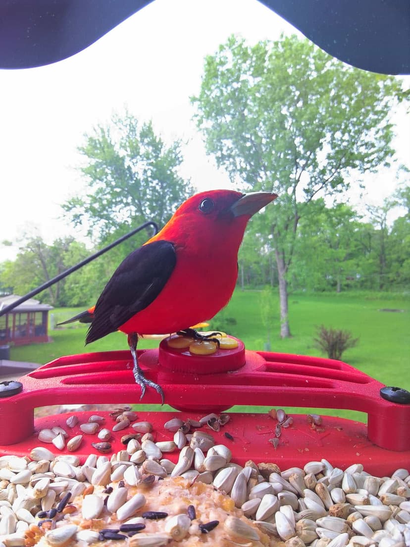 How to Attract Tanagers: Proven Tips to Welcome These Birds