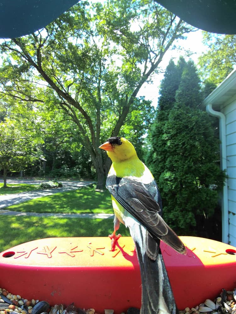 General Scarlet Tanager comparison
