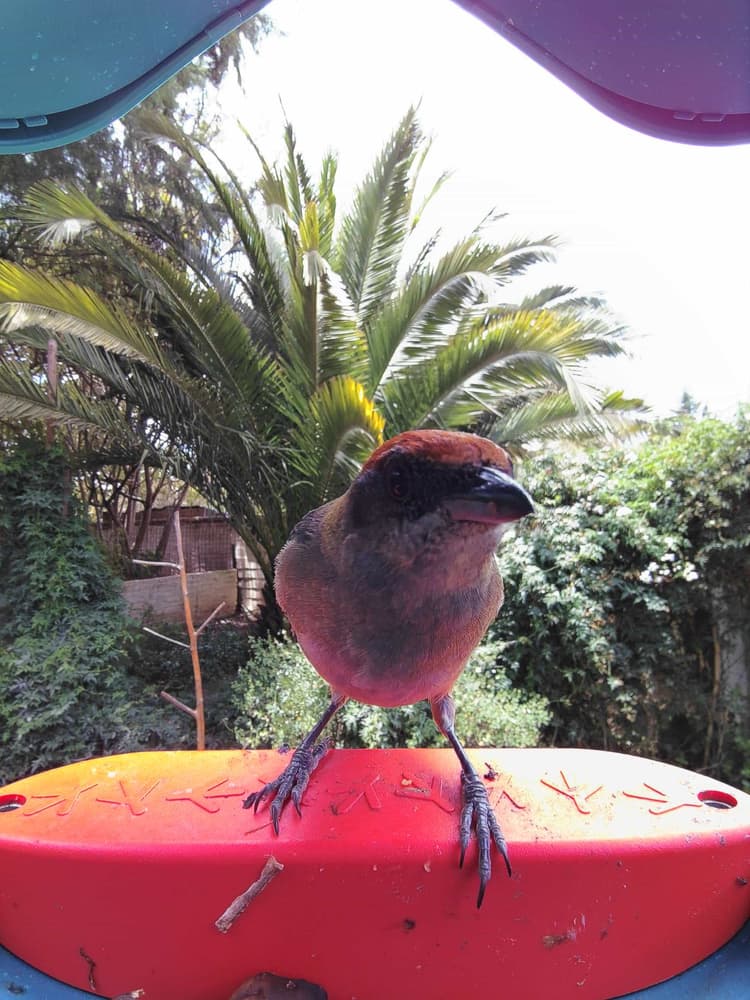 General Scrub Tanager comparison