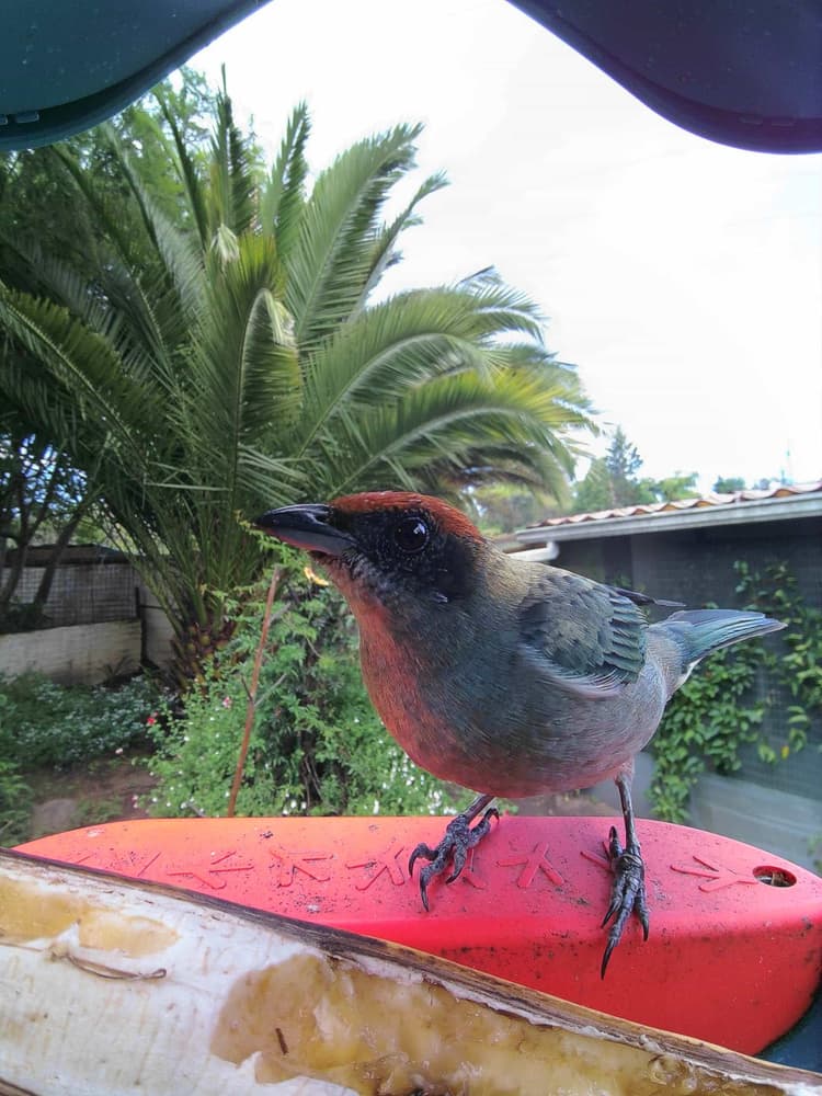 General Scrub Tanager comparison