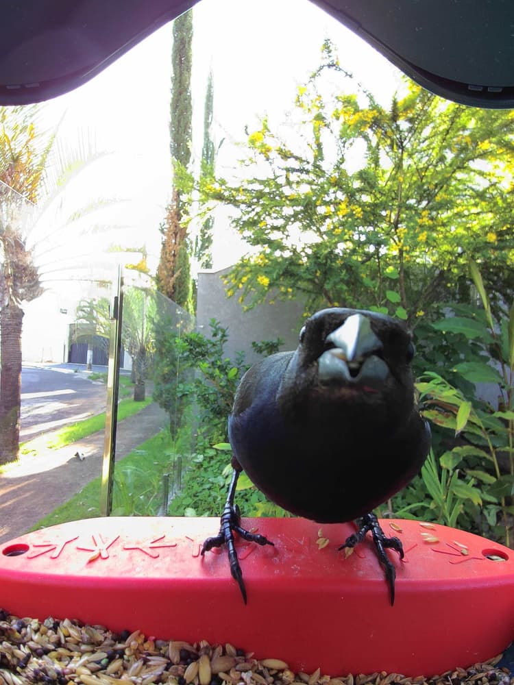 General Shiny Cowbird comparison