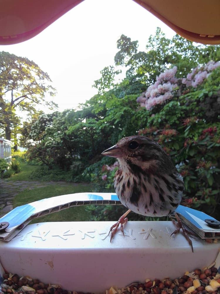 General Song Sparrow comparison