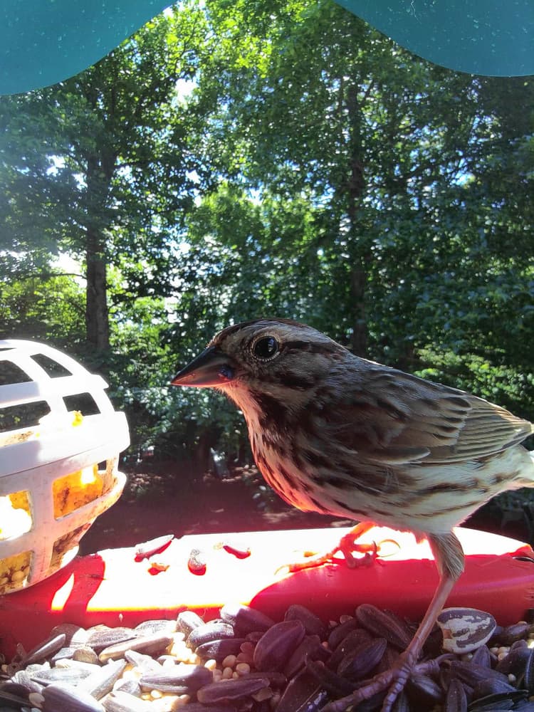 General Song Sparrow comparison