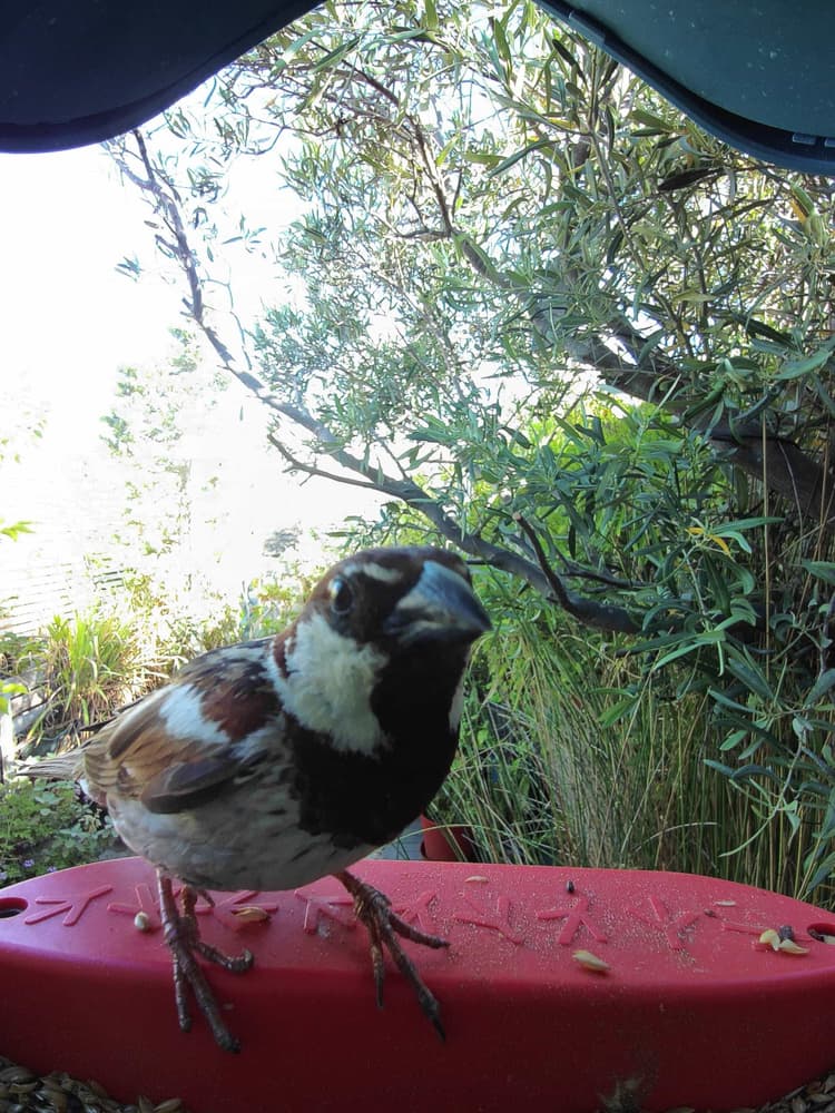 General Spanish Sparrow comparison