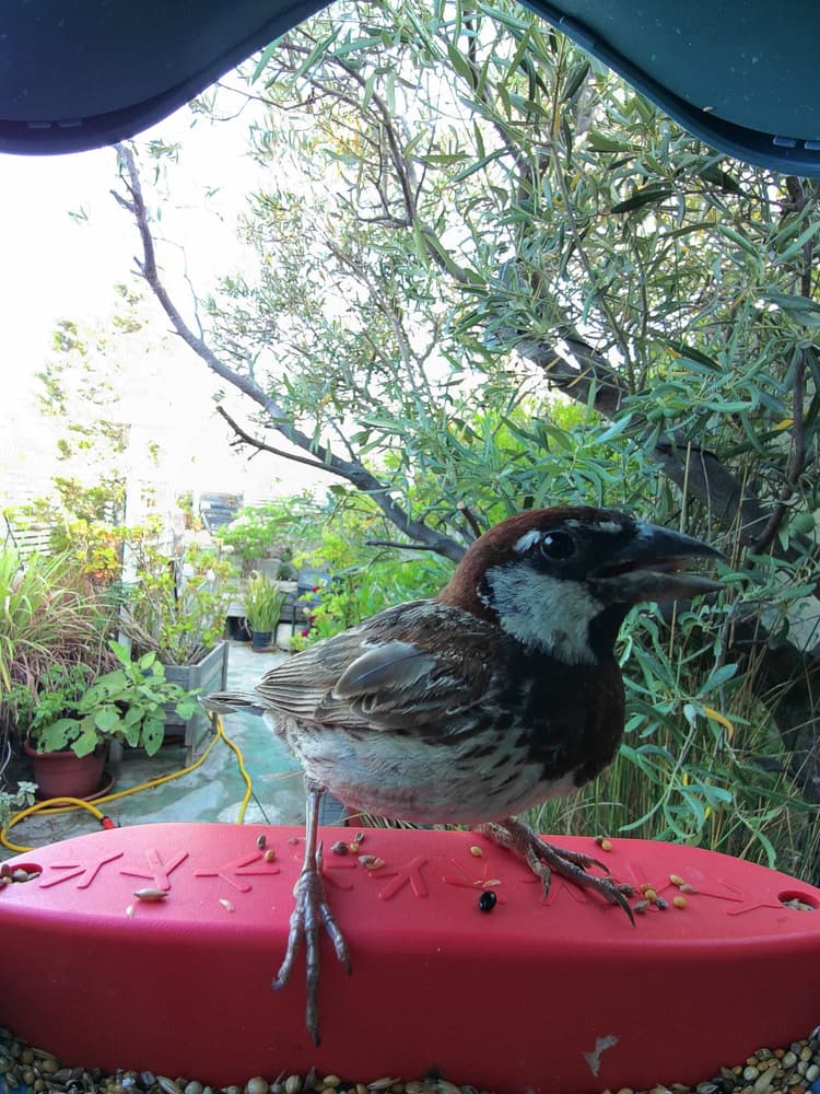 General Spanish Sparrow comparison