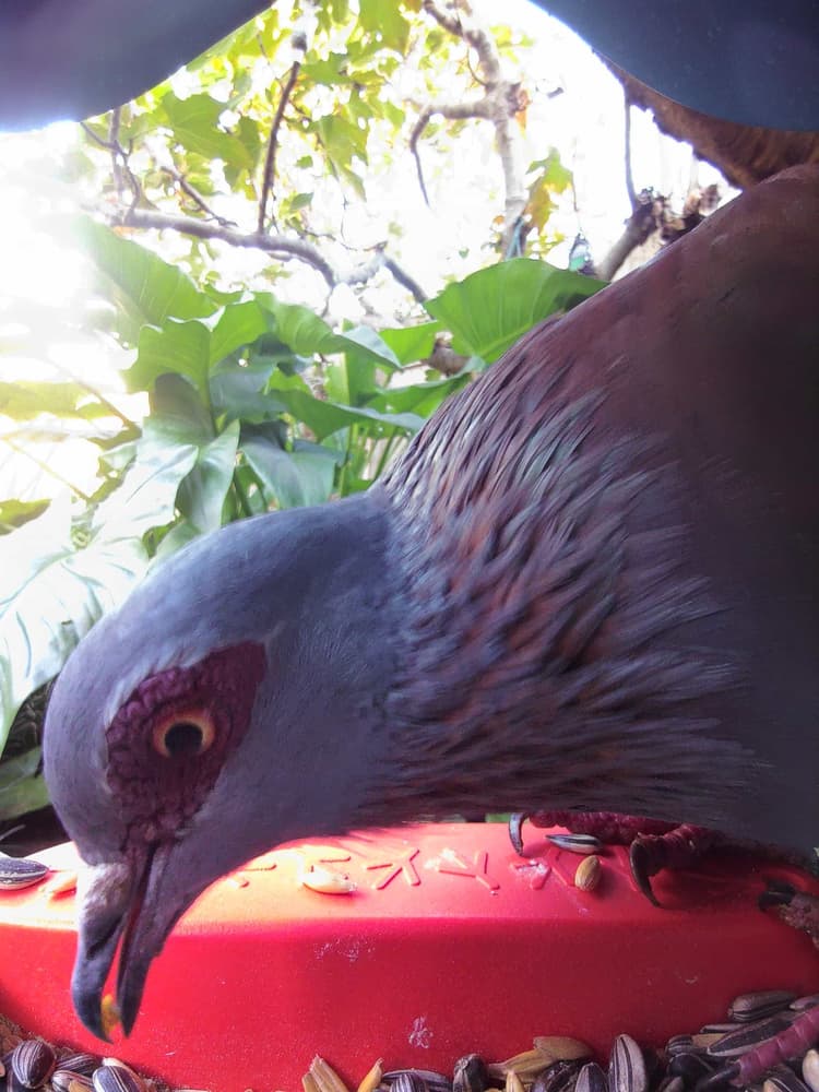 General Speckled Pigeon comparison