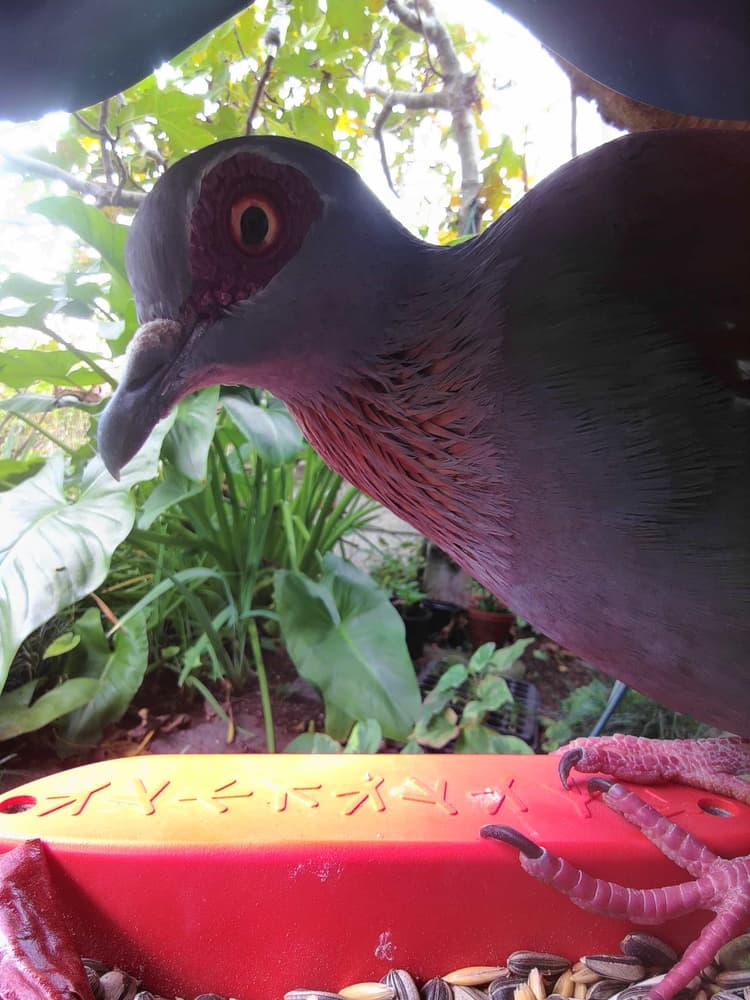 General Speckled Pigeon comparison
