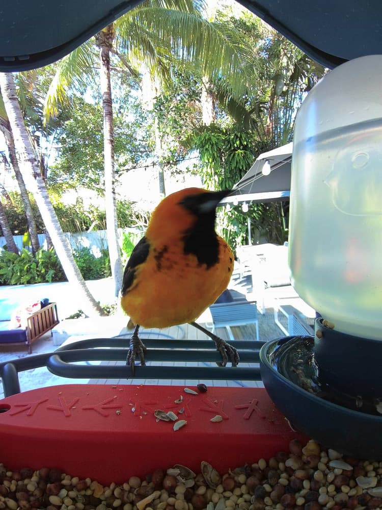 General Spot-Breasted Oriole comparison