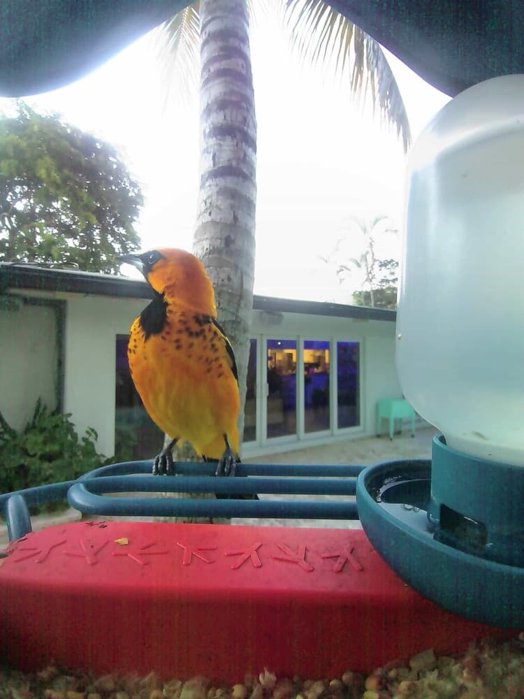 General Spot-Breasted Oriole comparison