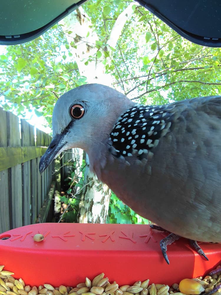 General Spotted Dove comparison