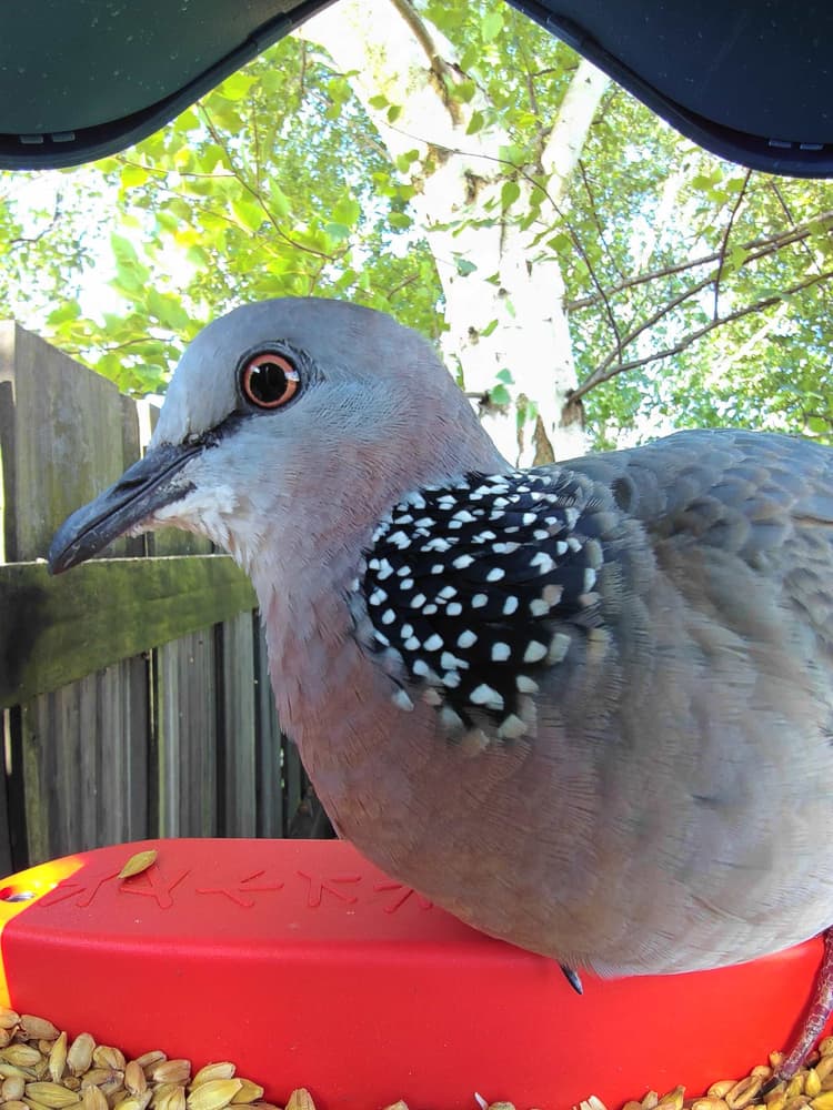General Spotted Dove comparison