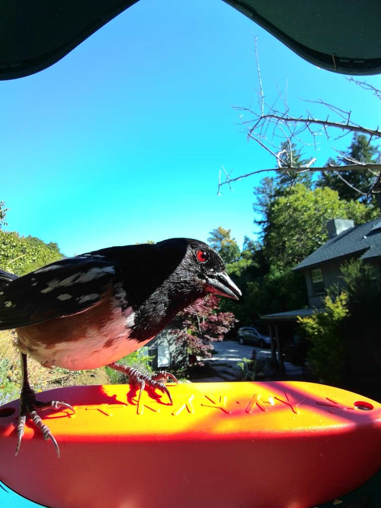 General Spotted Towhee comparison