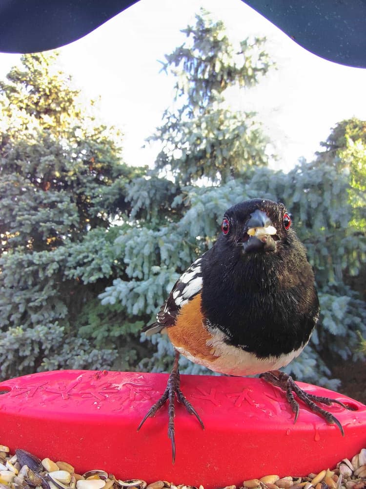 General Spotted Towhee comparison