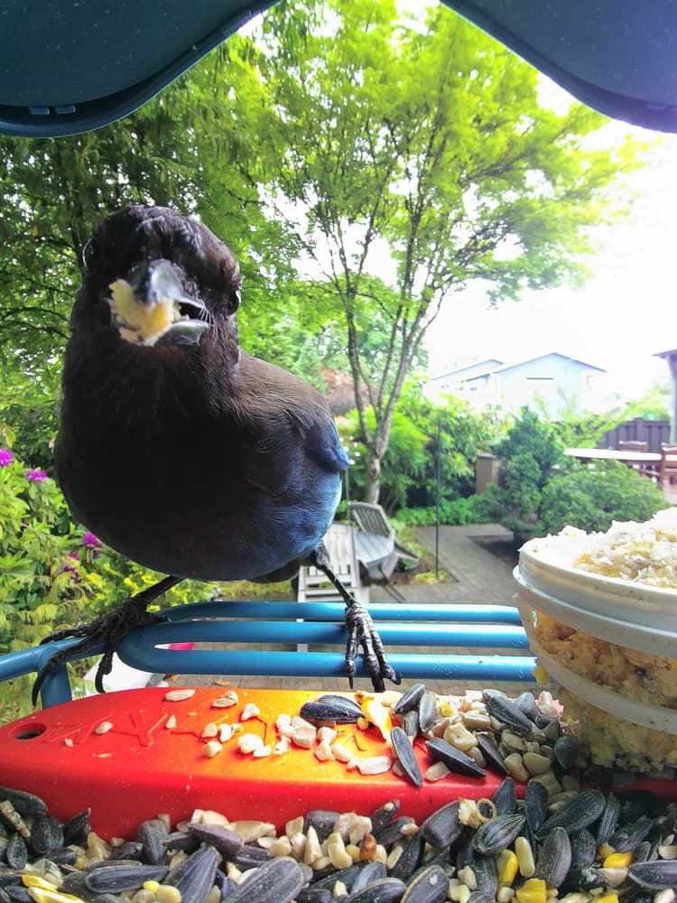General Steller’s Jay comparison