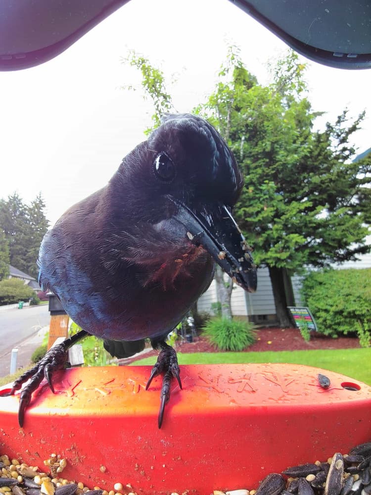General Steller’s Jay comparison