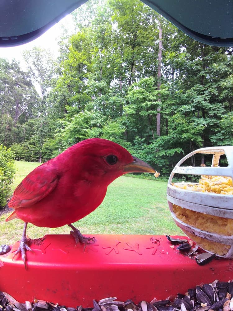 General Summer Tanager comparison