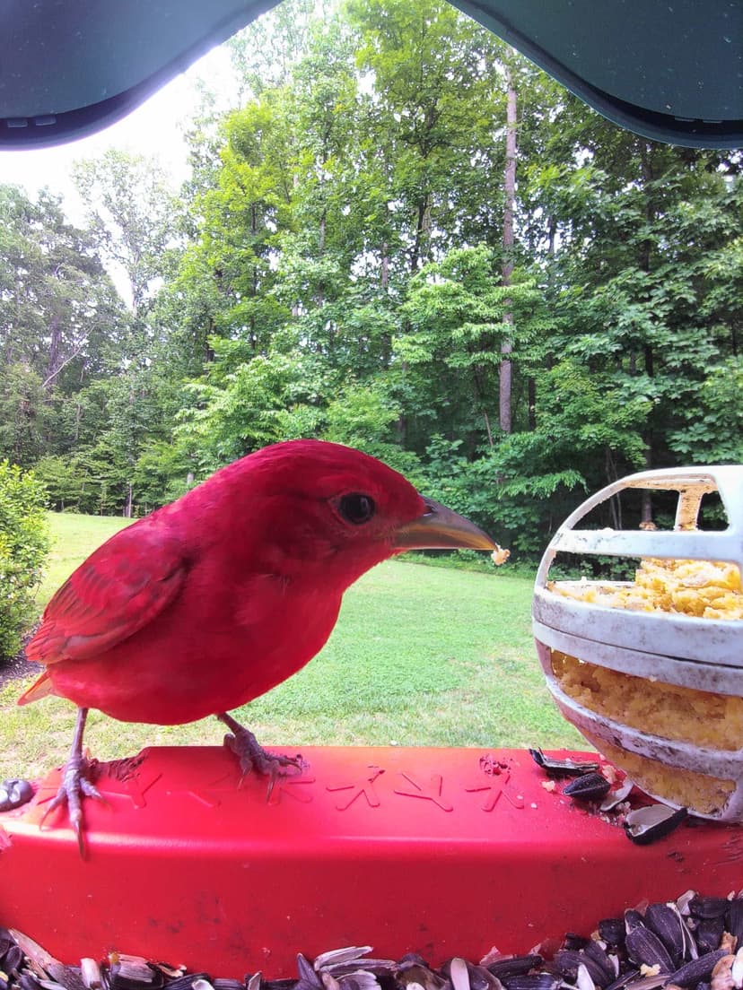 How to Attract Tanagers: Proven Tips to Welcome These Birds