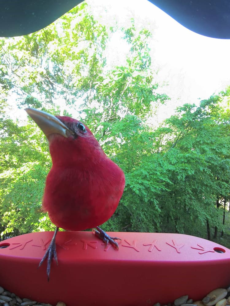 General Summer Tanager comparison