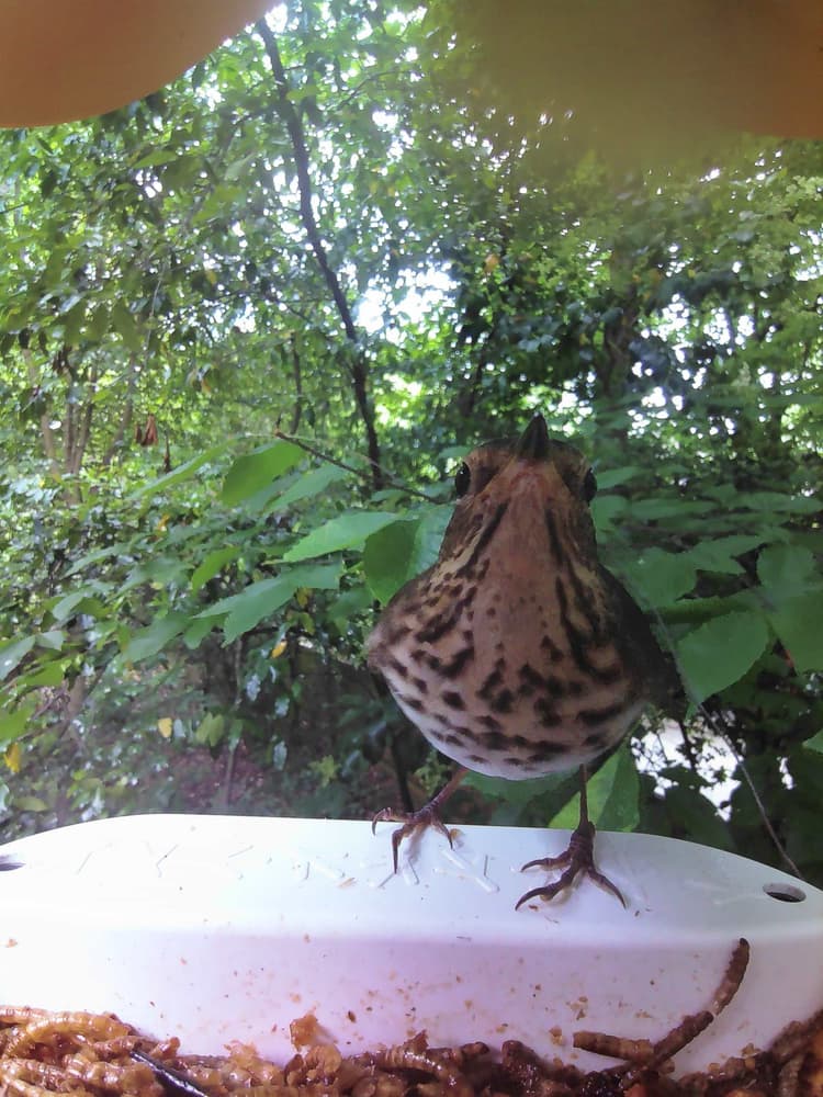 General Swainson's Thrush comparison