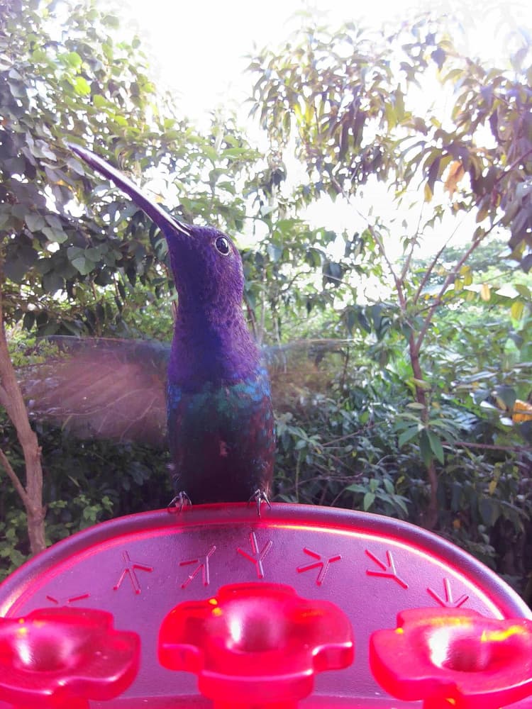 General Swallow-tailed Hummingbird comparison