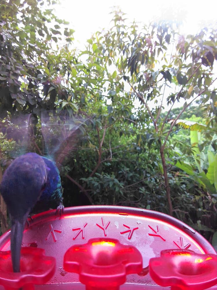 General Swallow-tailed Hummingbird comparison