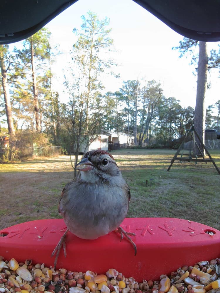 General Swamp Sparrow comparison