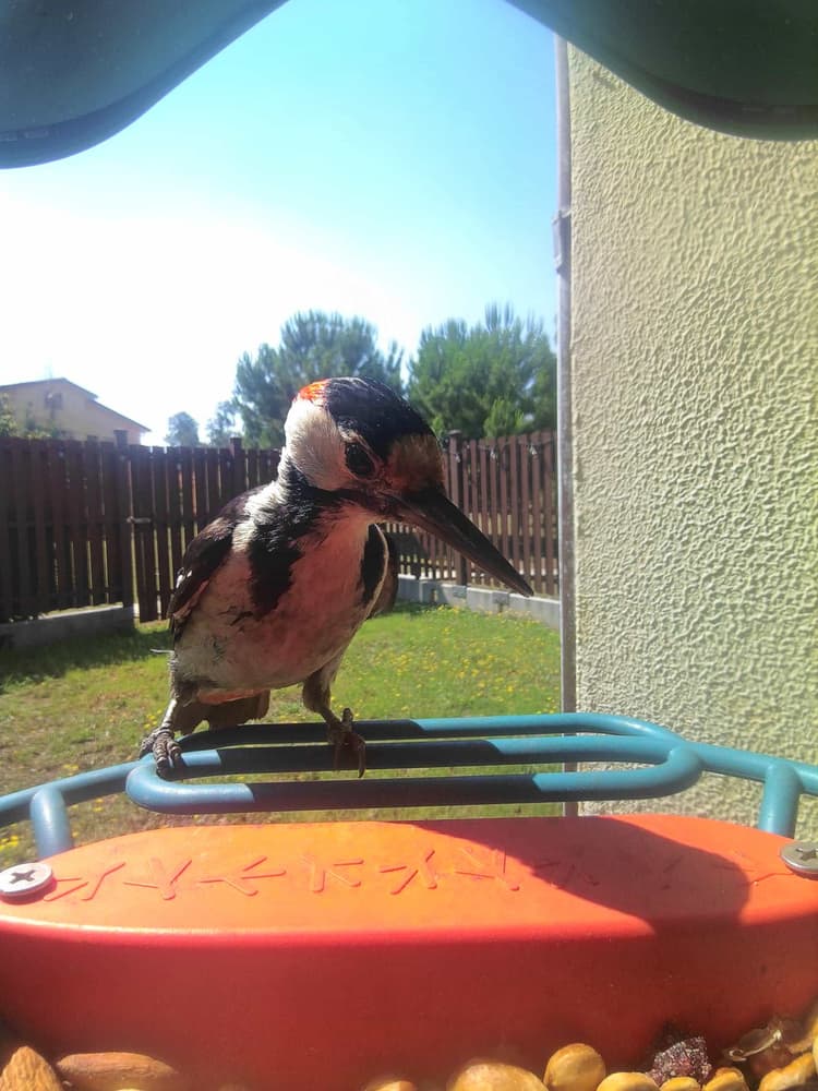 General Syrian Woodpecker comparison
