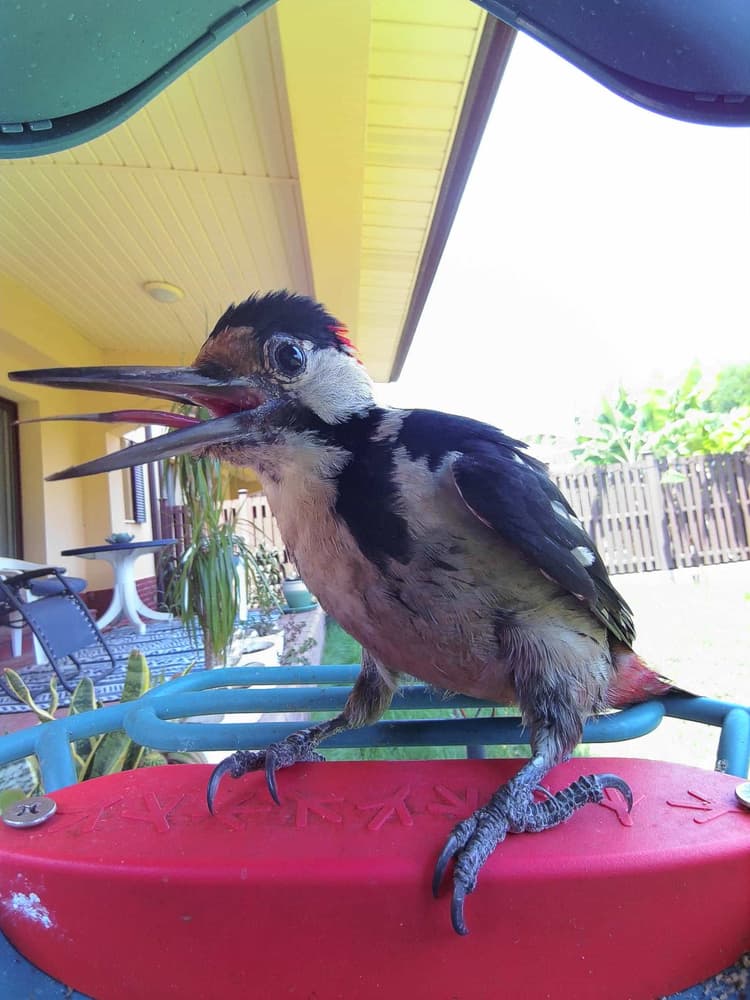 General Syrian Woodpecker comparison