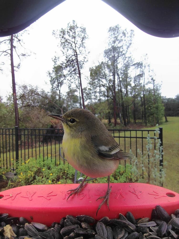 General Tennessee Warbler comparison