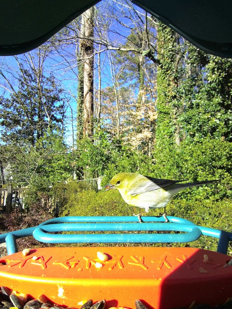 General Tennessee Warbler comparison