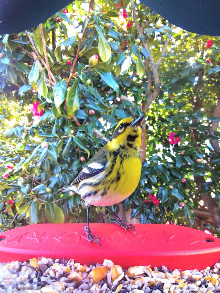 General Townsend’s Warbler comparison