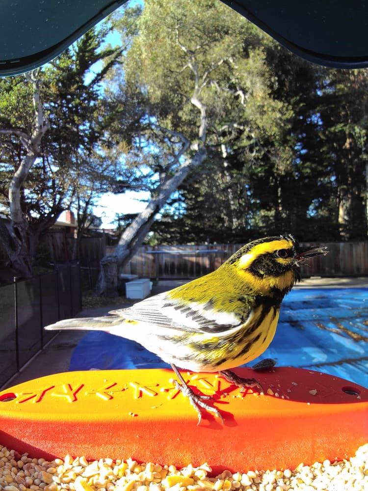 General Townsend’s Warbler comparison