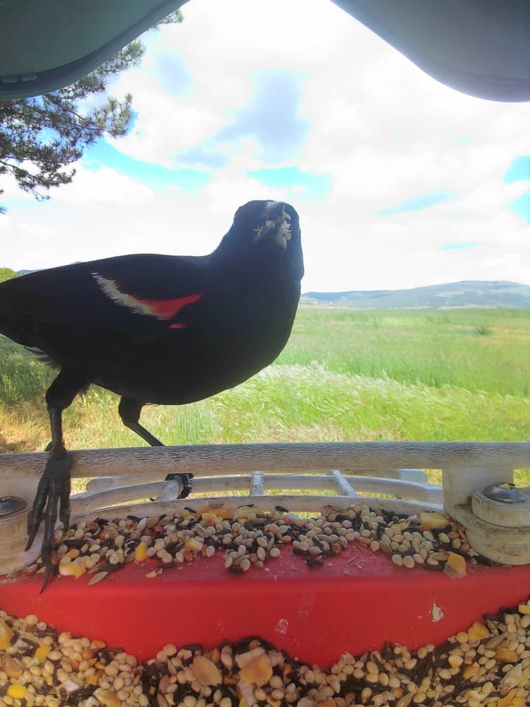 General Tricolored Blackbird comparison