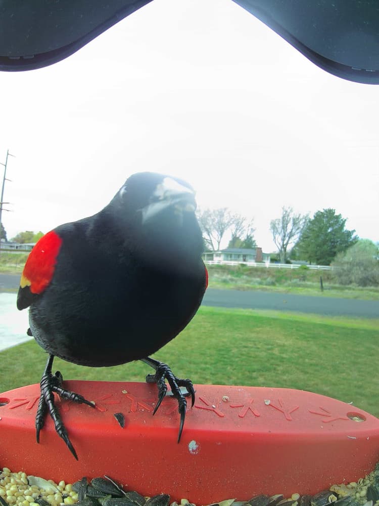 General Tricolored Blackbird comparison