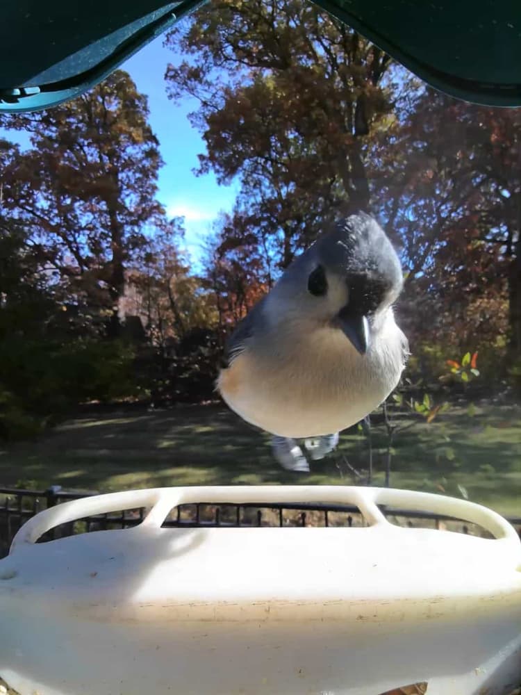 General Tufted Titmouse comparison