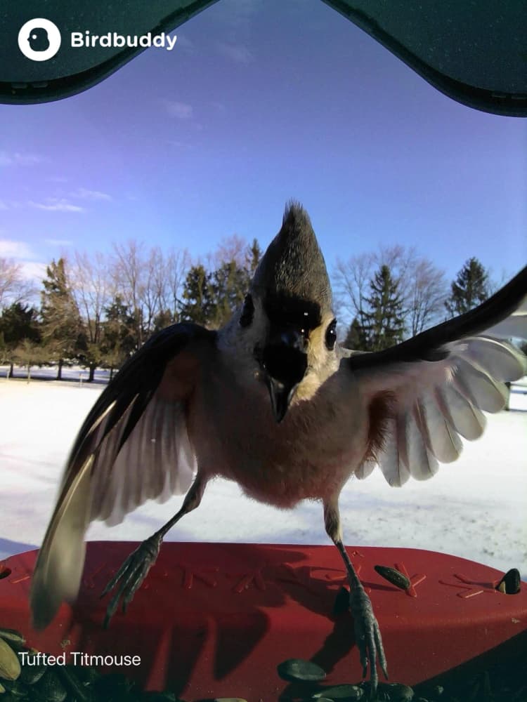 General Tufted Titmouse comparison