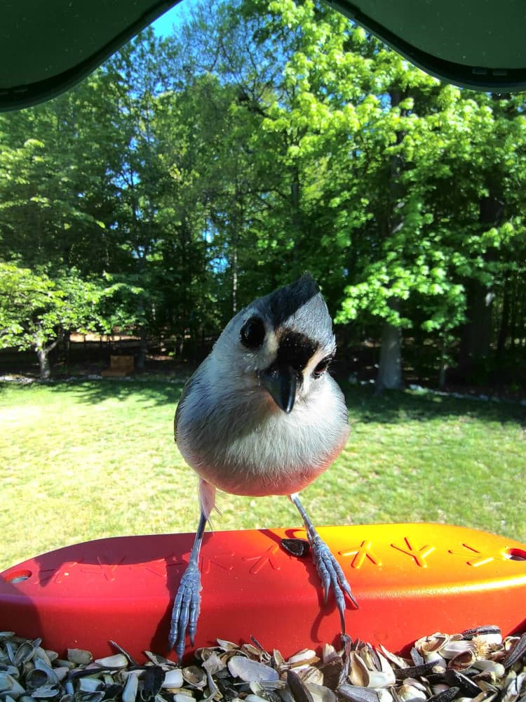 Adult female Tufted Titmouse