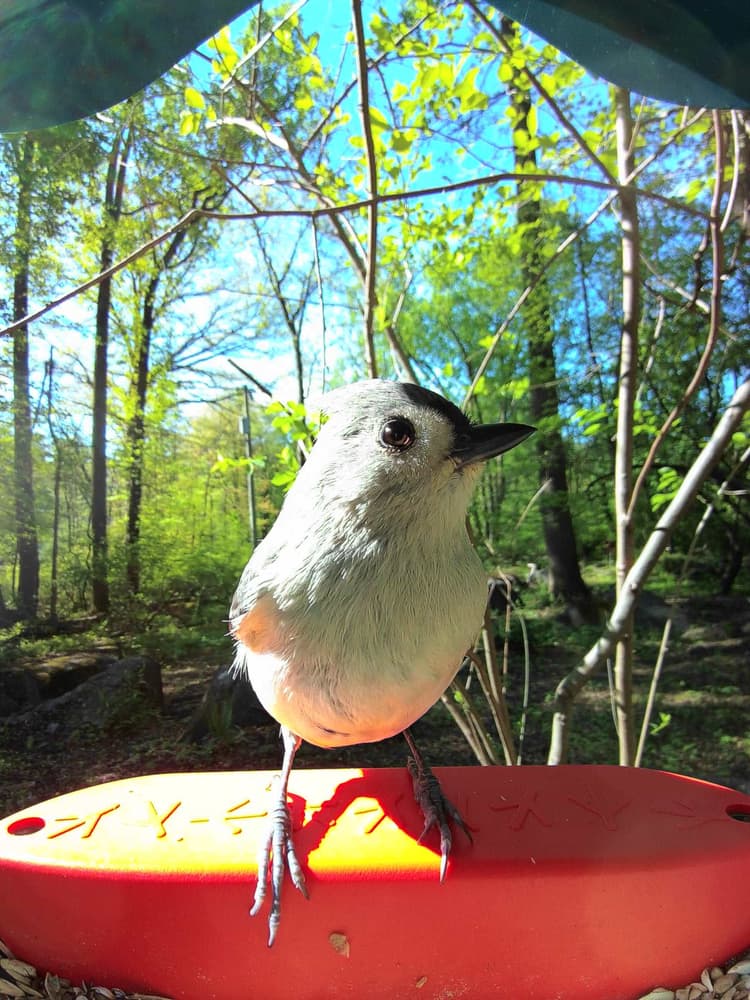 Adult male Tufted Titmouse