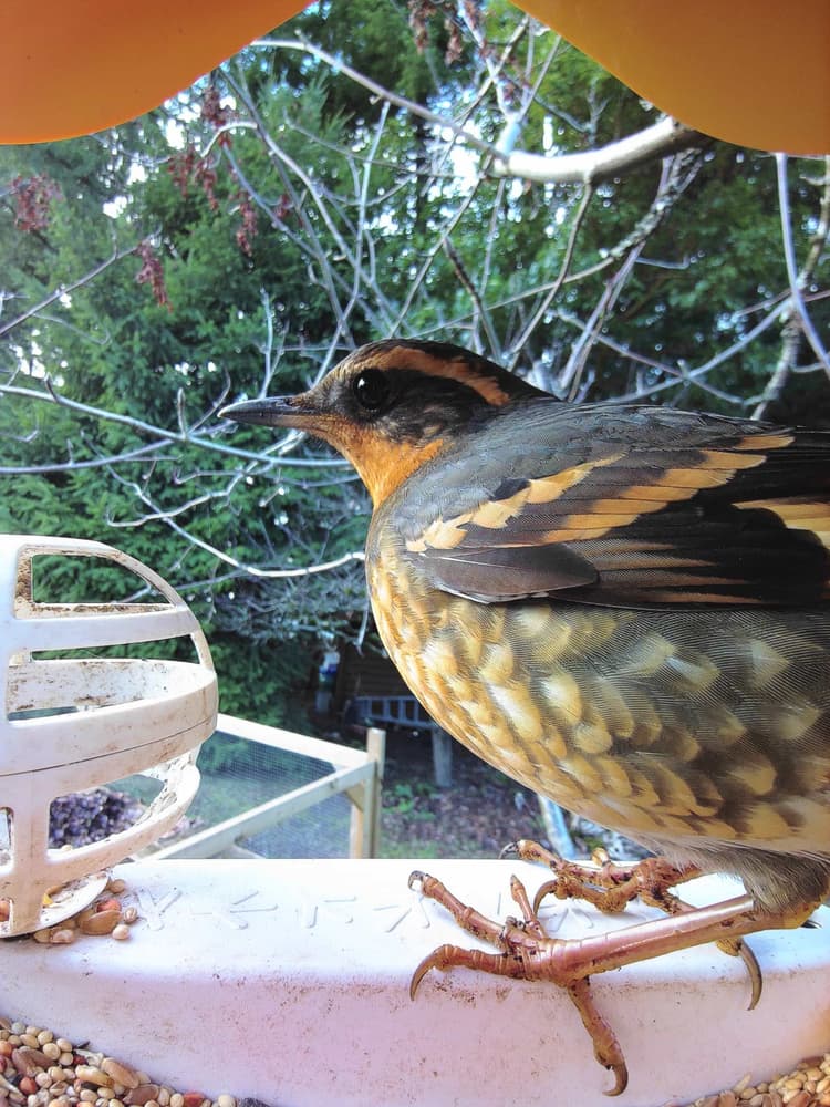 General Varied Thrush comparison