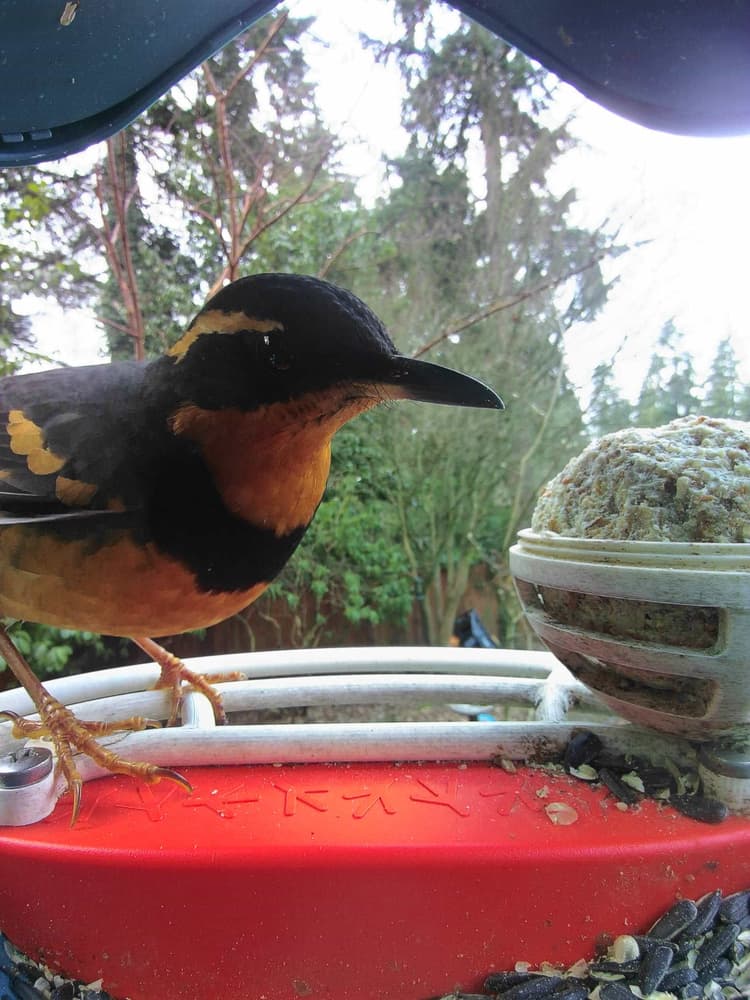 General Varied Thrush comparison
