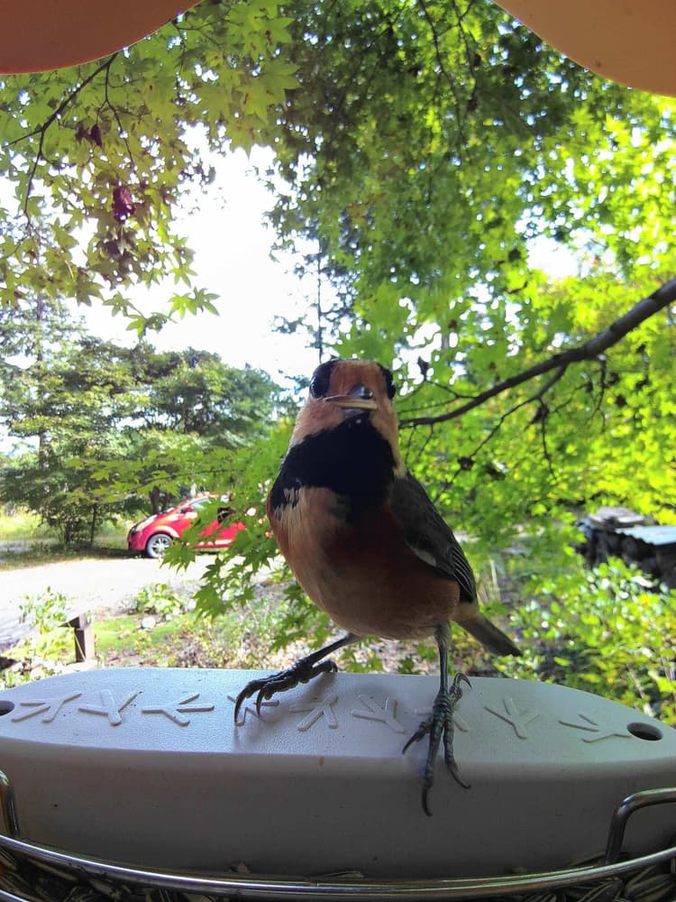 General Varied Tit comparison