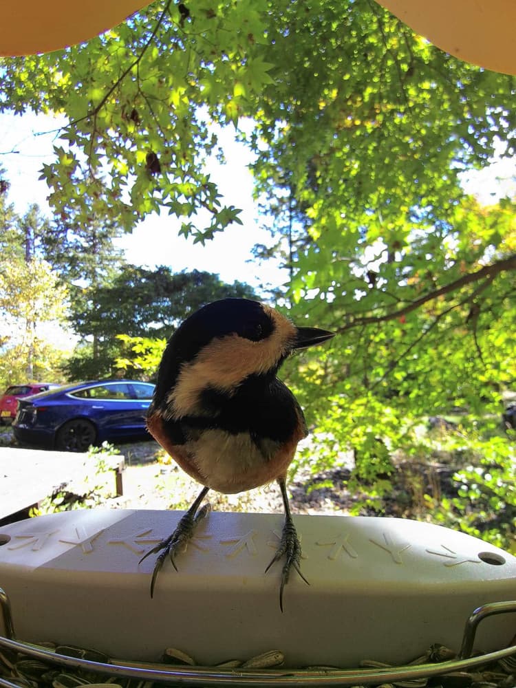 General Varied Tit comparison