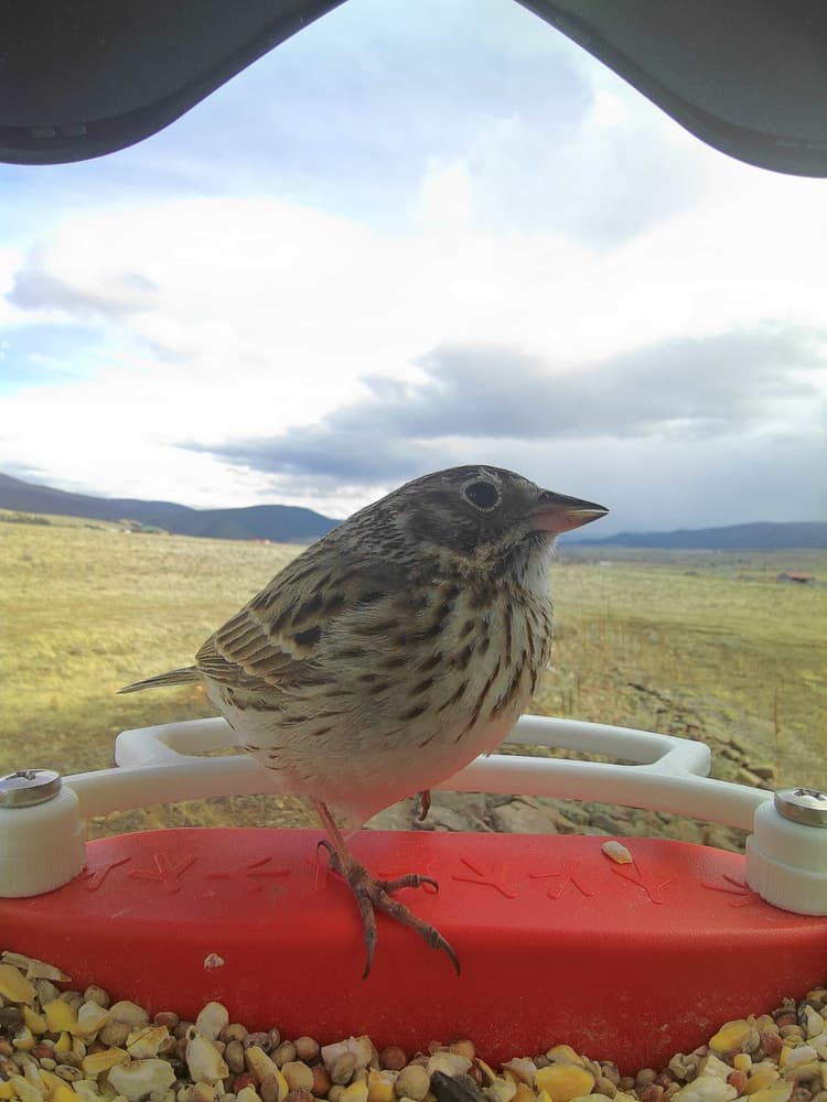 General Vesper Sparrow comparison